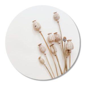 muurcirkel-papaver